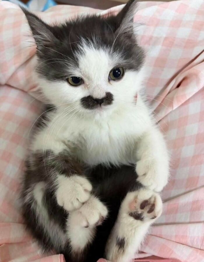 33 Animal Pics That Are Basically Instant Mood Boosters