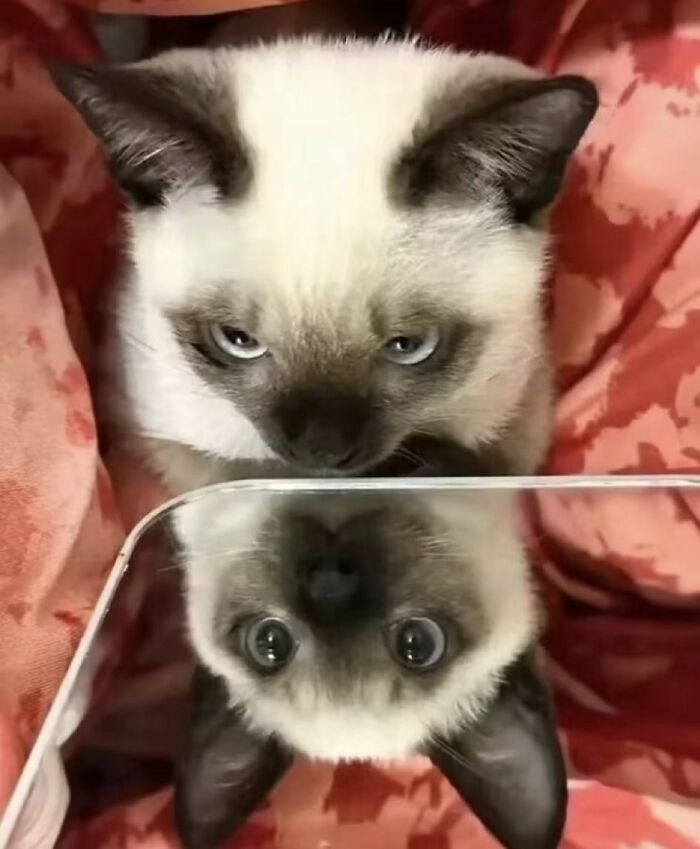 33 Animal Pics That Are Basically Instant Mood Boosters