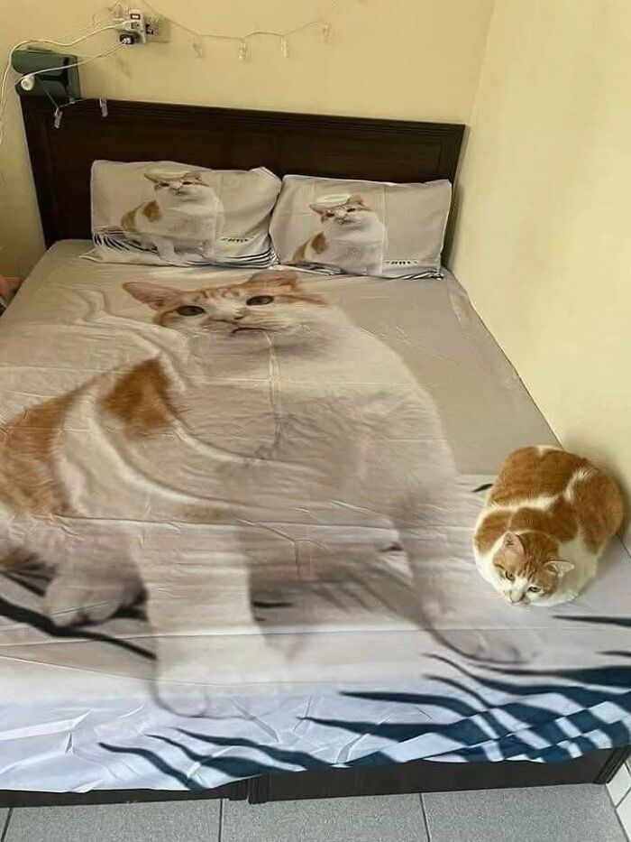 33 Animal Pics That Are Basically Instant Mood Boosters