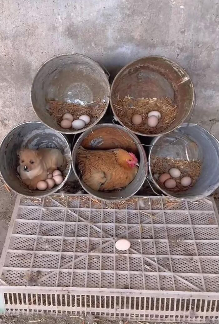 33 Animal Pics That Are Basically Instant Mood Boosters