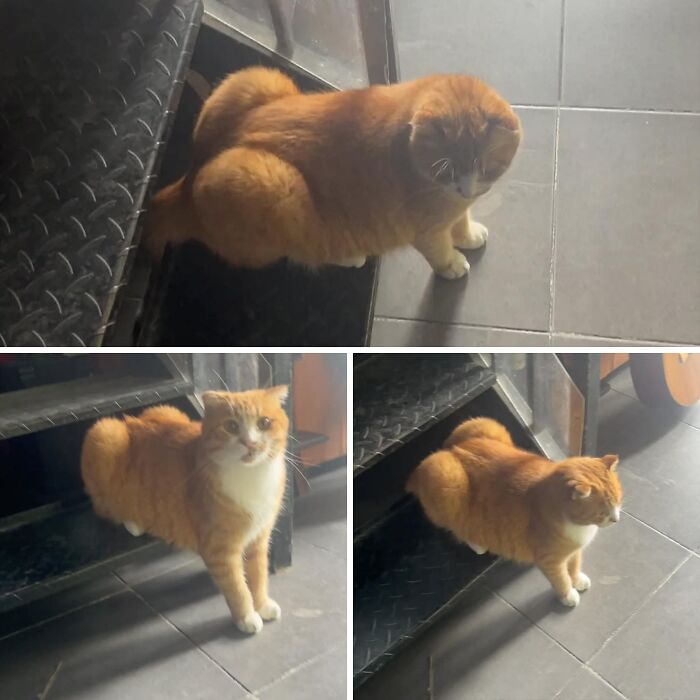 33 Animal Pics That Are Basically Instant Mood Boosters