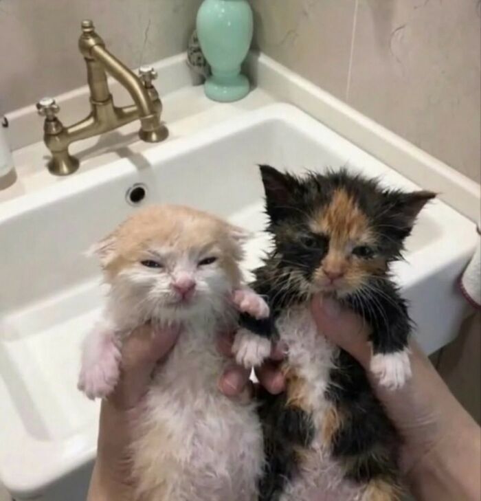 33 Animal Pics That Are Basically Instant Mood Boosters