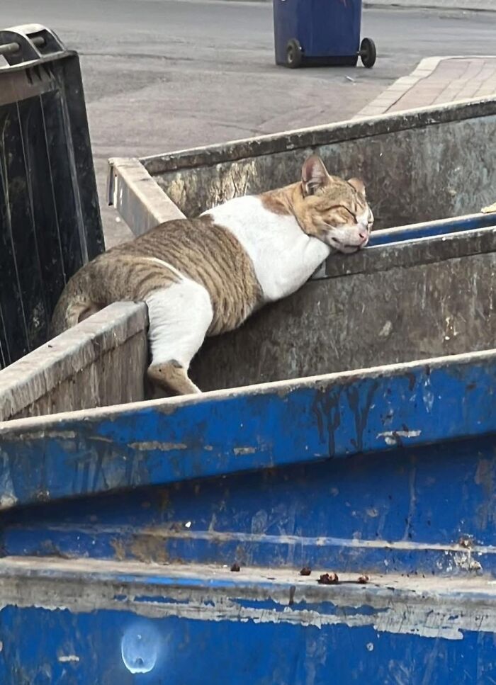 33 Animal Pics That Are Basically Instant Mood Boosters