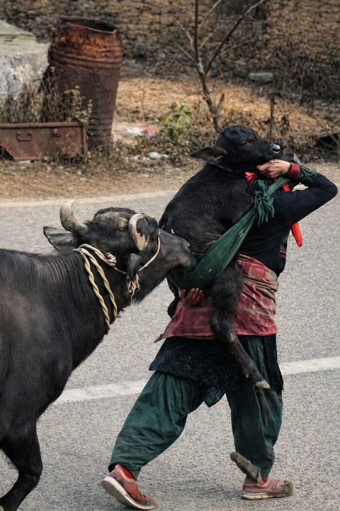 33 Animal Pics That Are Basically Instant Mood Boosters