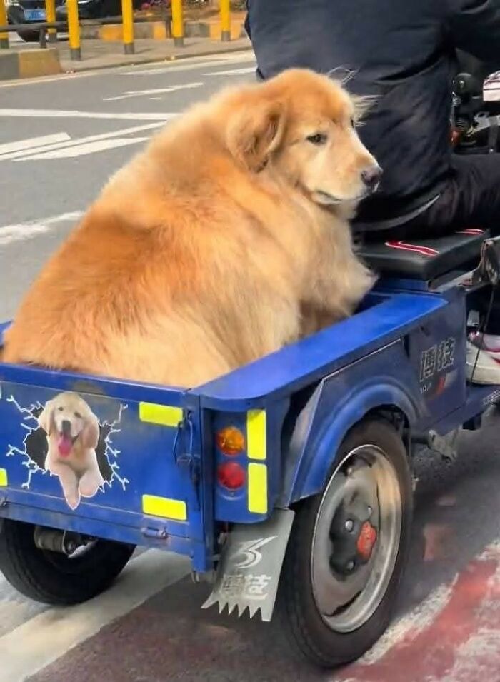 33 Animal Pics That Are Basically Instant Mood Boosters