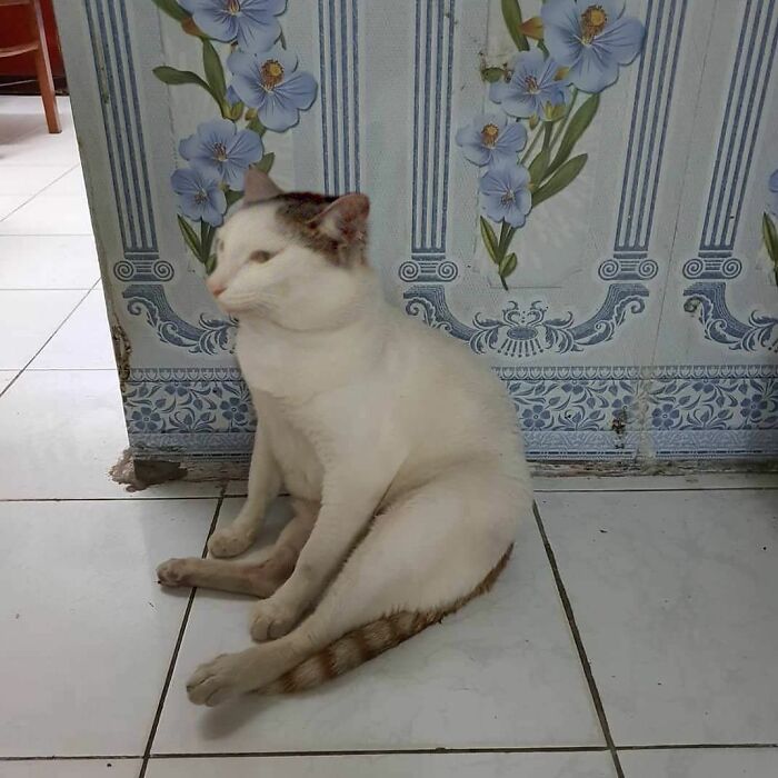 33 Animal Pics That Are Basically Instant Mood Boosters