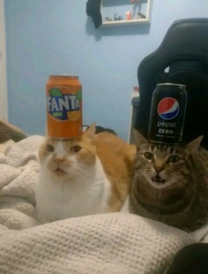 33 Animal Pics That Are Basically Instant Mood Boosters