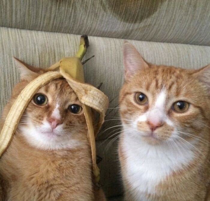 33 Animal Pics That Are Basically Instant Mood Boosters