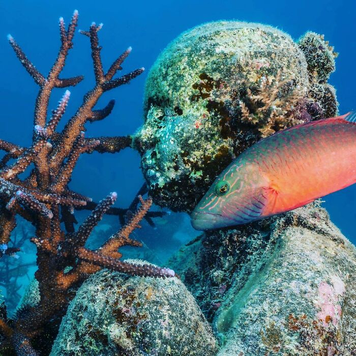 Underwater Sculpture – Ocean Art That Grows