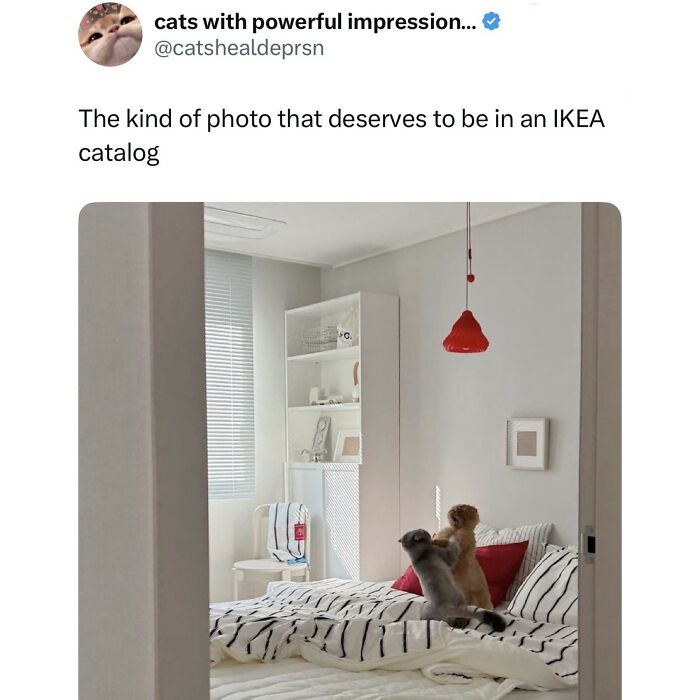 We Found The Funniest 'I Give Up But Still Laugh' Memes And Had To Share