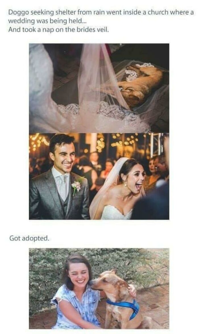 That Dog Just Stole The Spotlight At This Wedding!