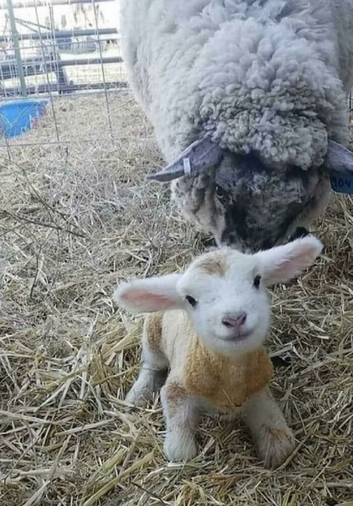 Baby Lamb Just 15 Minutes Old and Already Standing Firm