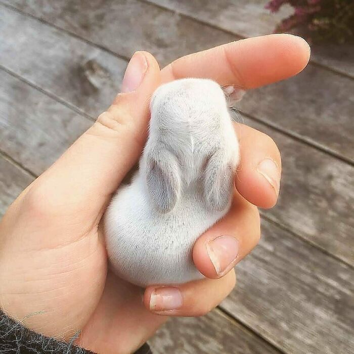 A Handful of Ultimate Cuteness