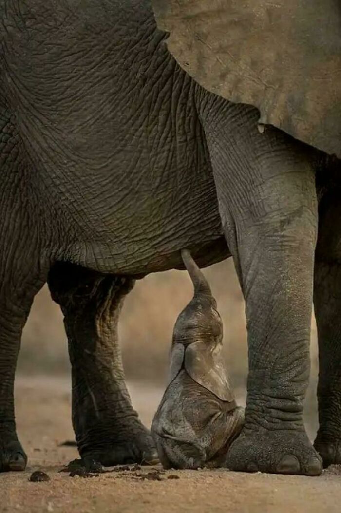 Newborn Elephant, Snack Time!