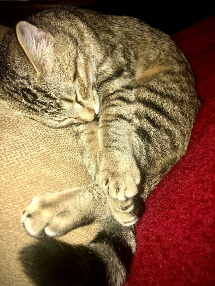 Tryptophan Win! (Yep, That Turkey Is Working)