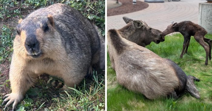 Wait, Wild Animals Just Showed Up?! The Funniest Surprise Guest List Ever