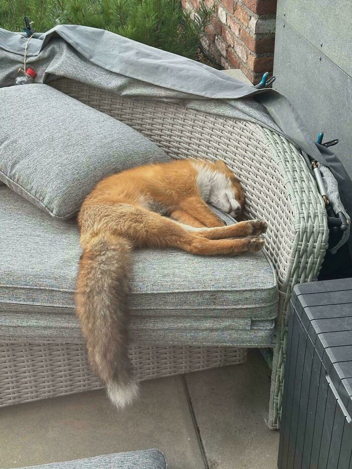 That Fox Really Likes Couch Time—Patio Sofa’s New Owner