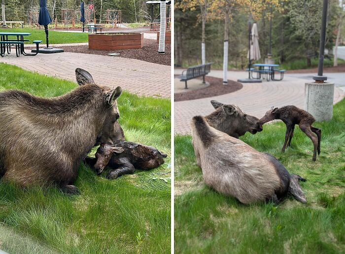 Mama Moose Chose a Hospital Lawn for Baby Delivery—Talk About a VIP Entrance