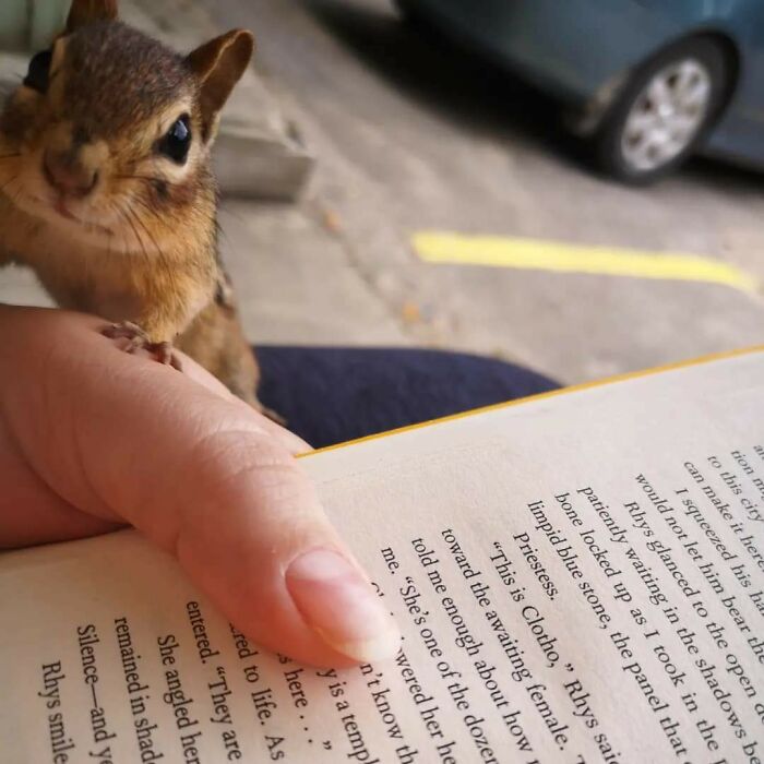 Reading Interrupted by Chipmunk—My New Study Buddy