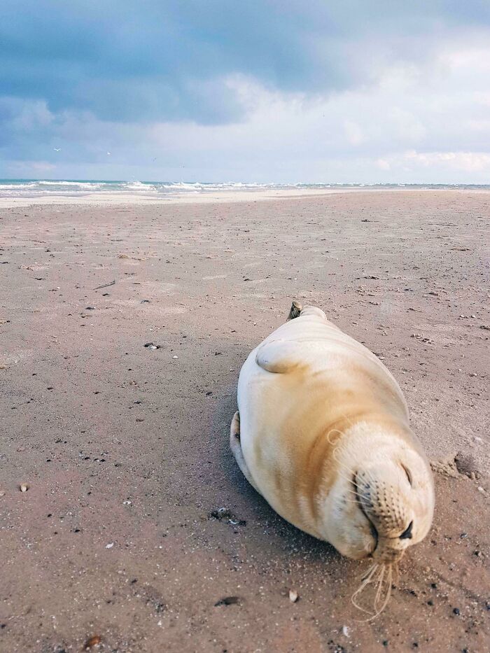 Beach Day Meets Cute Animal Alert—Say Hi to This Sweetie in Denmark