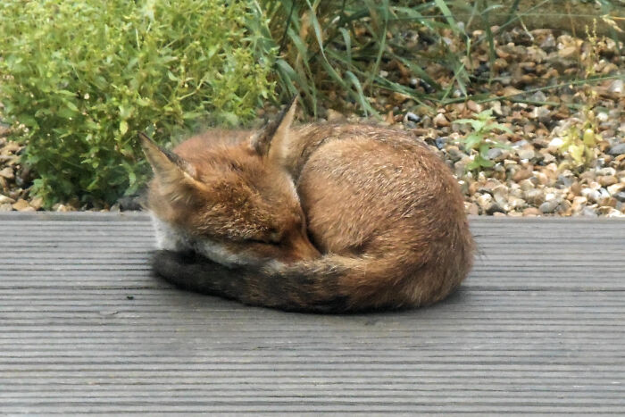 Wild Fox Taking a Power Nap in My Garden—Dreaming of Squirrels?