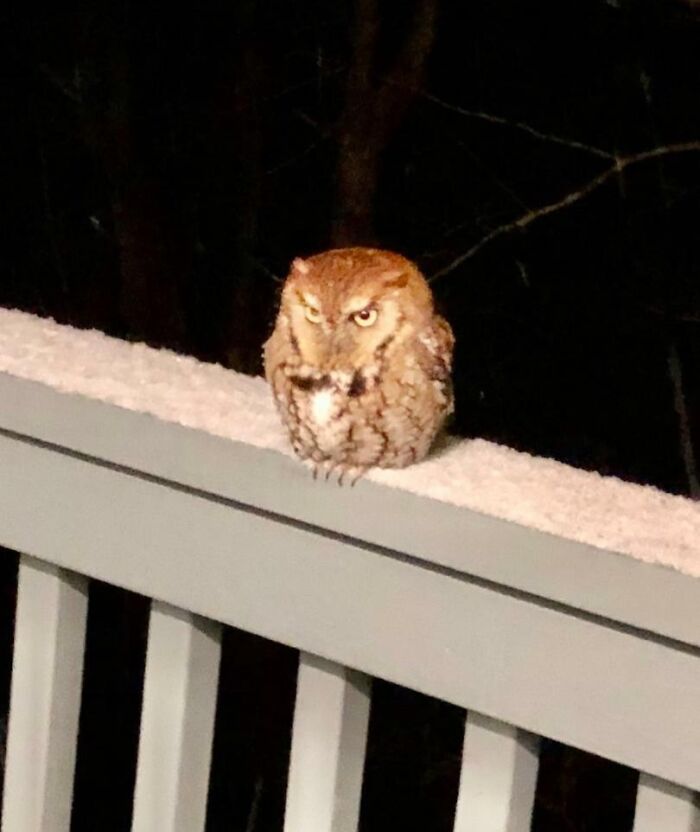 Tiny, Round, and Definitely Not Happy—Meet Last Night’s Angry Visitor