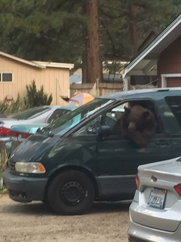 This Bear Found a New Hangout Spot—in My Neighbor’s Car, No Less