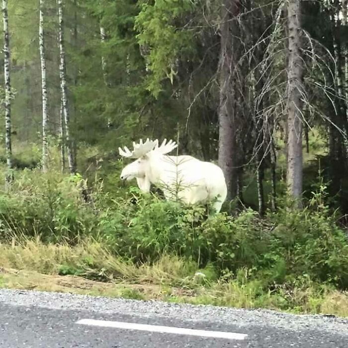 Albino Moose Spotted—Nature’s Unicorn Actually Exists