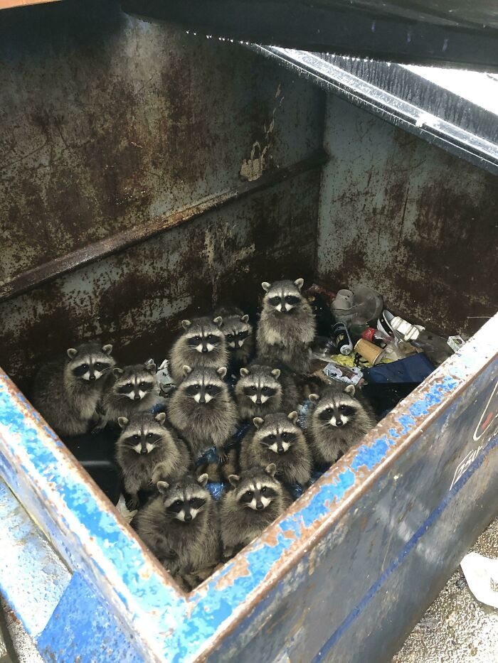 Count ’Em: Twelve Trash Pandas on a Midnight Heist