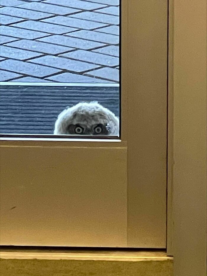 A College Campus Got an Unexpected Visitor—Trident Technical College's Wild Student
