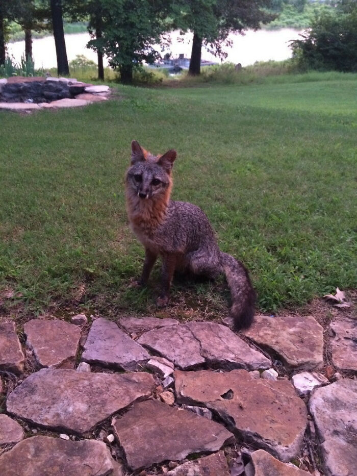 Meet Roxy—Our Wild Gray Fox Who Finally Posed for a Pic