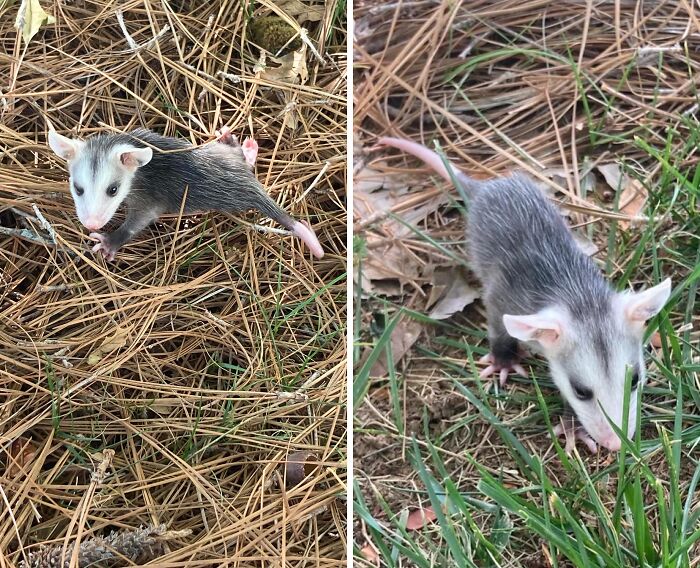 Can Baby Possums Be Too Cute? Spoiler: Yes, and We've Got the Pics