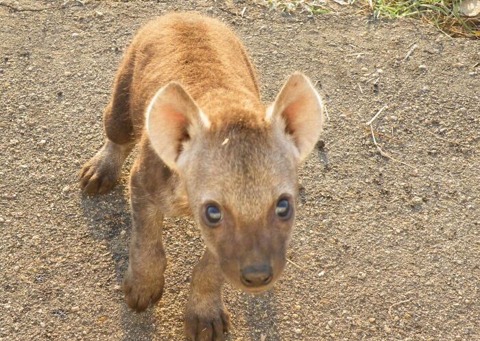 Wild Hyena Cub Gets Curious and Sniffs Our Car in Kruger National Park