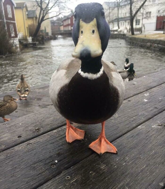 Made a New Friend: The Friendly Duck