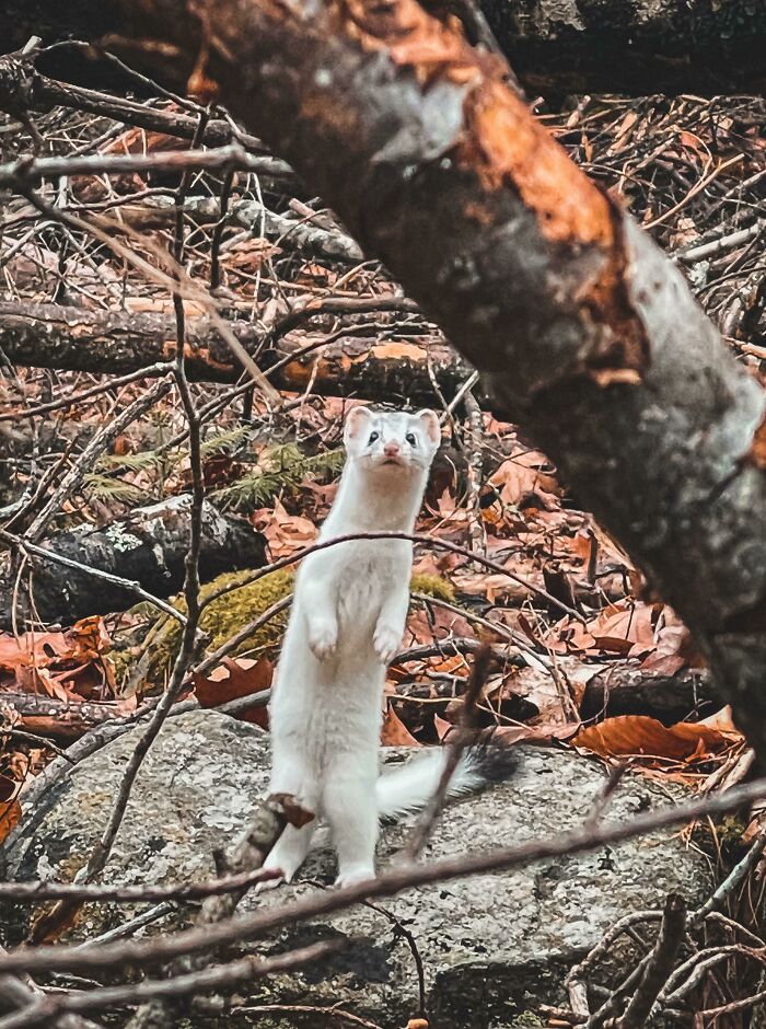 Met the Most Curious Weasel Ever While Hiking