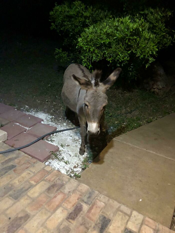 Midnight Dog Walk Surprise: The Donkey Who Loves Hugs