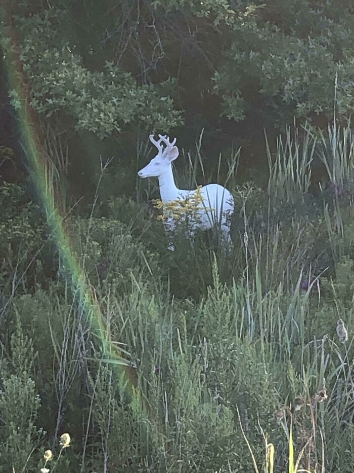 Albino Deer Took Me on the Most Magical Walk to Work