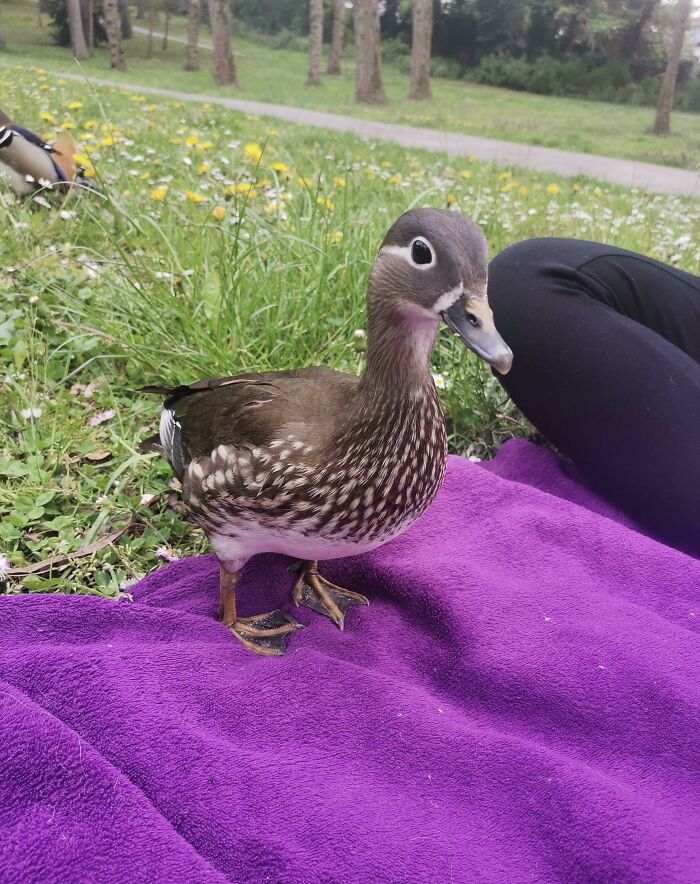 Park Stroll Interrupted by an Unexpected Guest