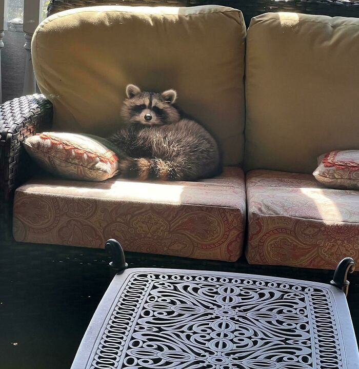 Surprise Visitor on Aunt and Uncle’s Couch—Mr. Confident Just Hung Out Until Animal Control Came