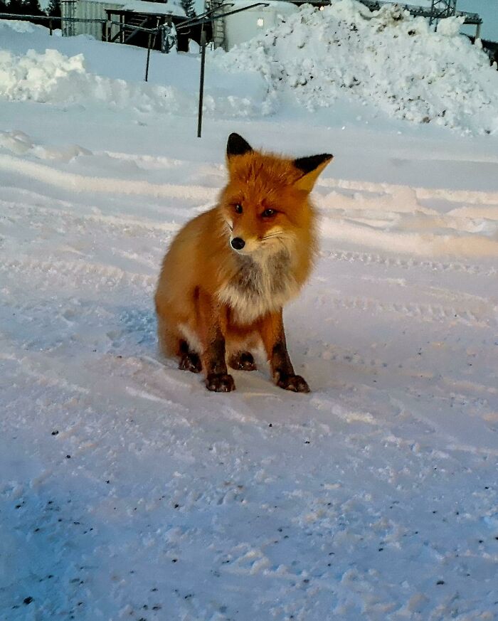 Made a New Friend During a Trip to Northern Sweden