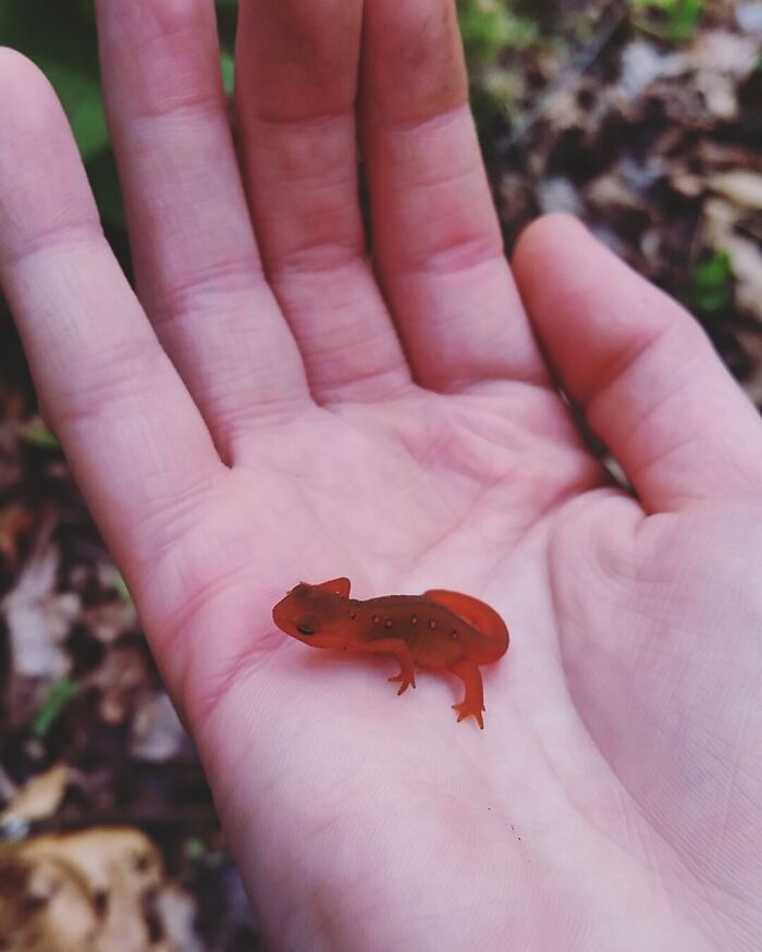 Spotted: Red-Spotted Newt Ready for Its Close-Up