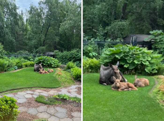 Moose and Babies Crash Dad’s Yard—Welcome to the Neighborhood