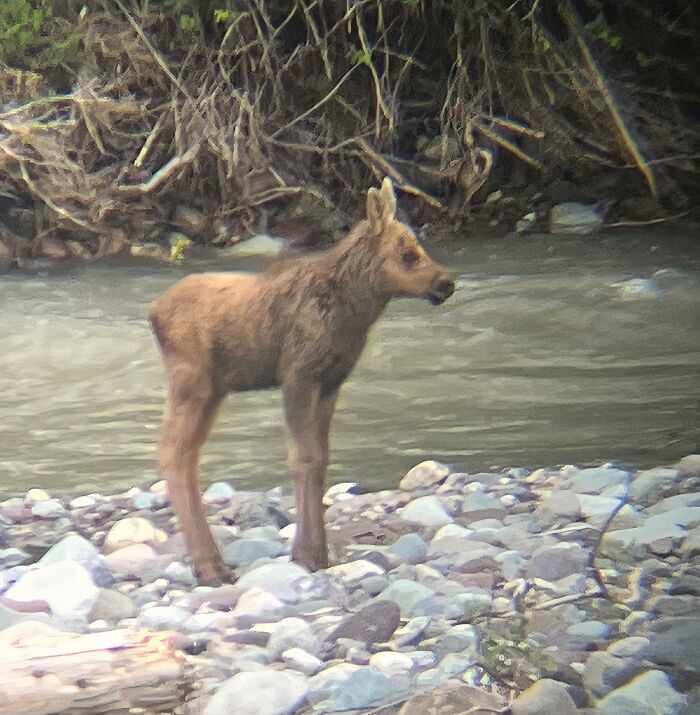 Baby Moose by the River Almost Makes Me Pass Out from Cutness Overload