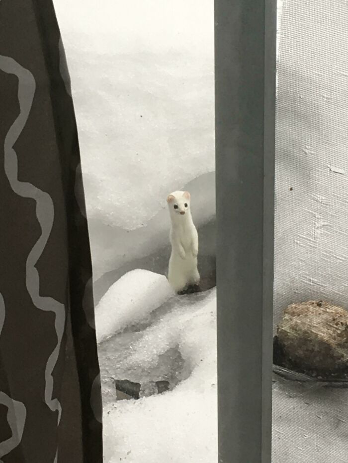 Did You Know Weasels Are Basically Adorable? This One’s Eyeing the Bird Suet