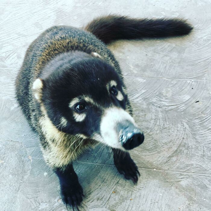 Met a Wild Coati Who’s a Big Fan of Cookies