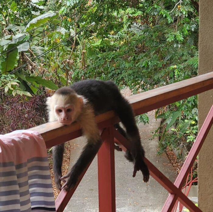 Wild Capuchin Monkey Just Hanging Out on Our Railing in Costa Rica