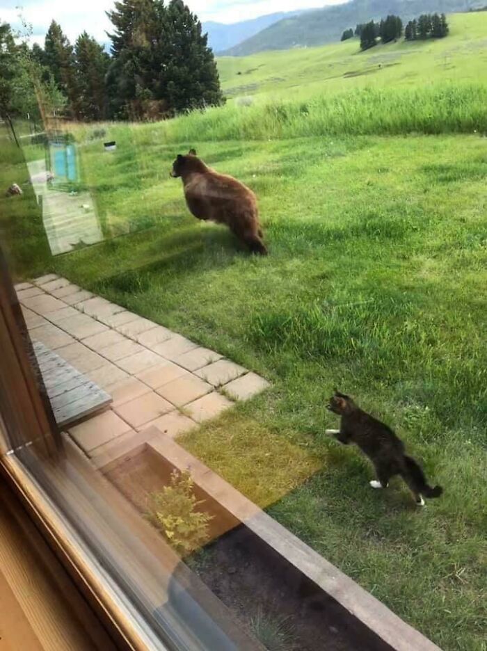 Montana Moment: Cat Chases Bear Out of Backyard Like a Boss