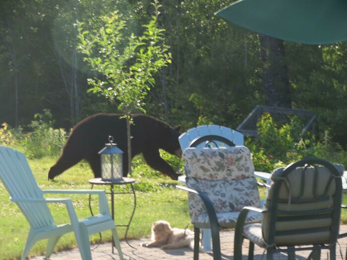 Bear in the Yard? My Cat's Like, 'Meh, Seen It All Before'