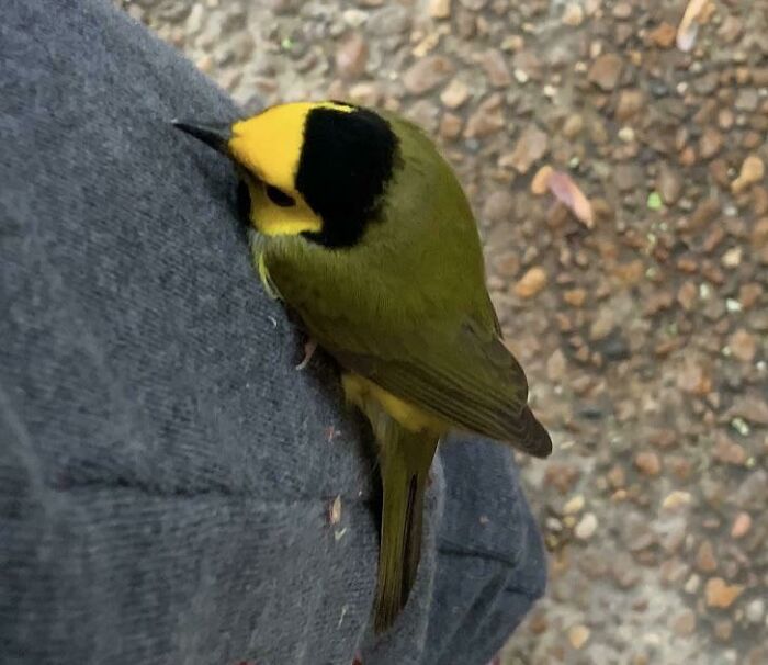 Wild Bird Lands on My Pants—New Best Friends, Obviously