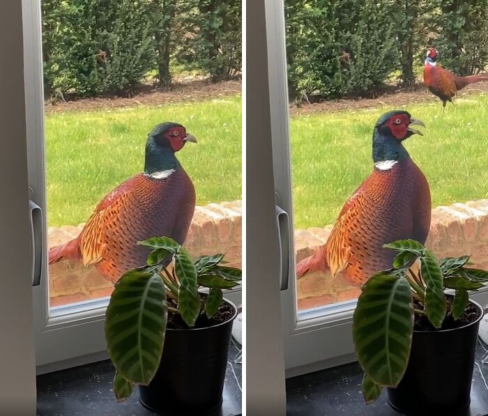 Wild Pheasant Sneaking a Peek Into My Parents’ House